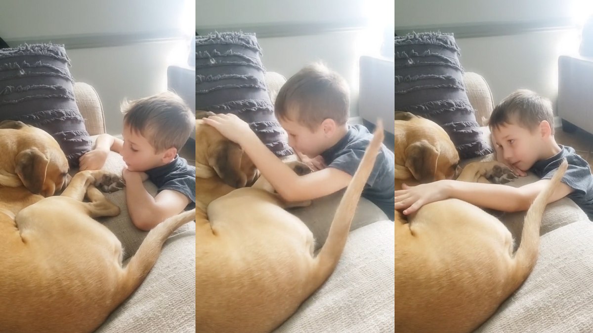 Menino tranquiliza seu novo cachorro adotado que já foi vítima de maus-tratos