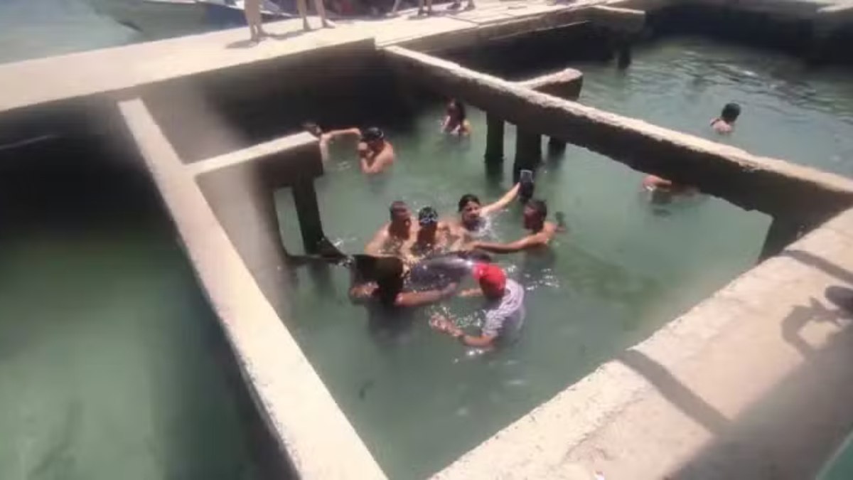 Tanque de tubarões irregular permite que turistas nadem com os animais Tanque de tubarões irregular permite que turistas nadem com os animais