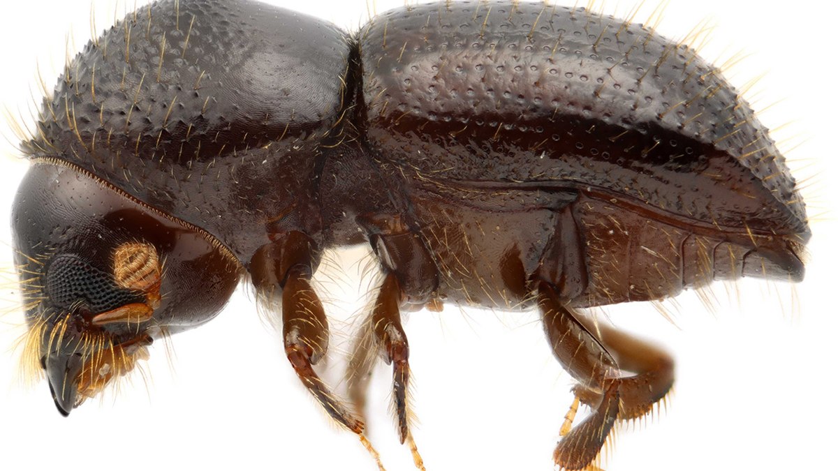 Tree-Killing Beetle Spreads Through Global Forests