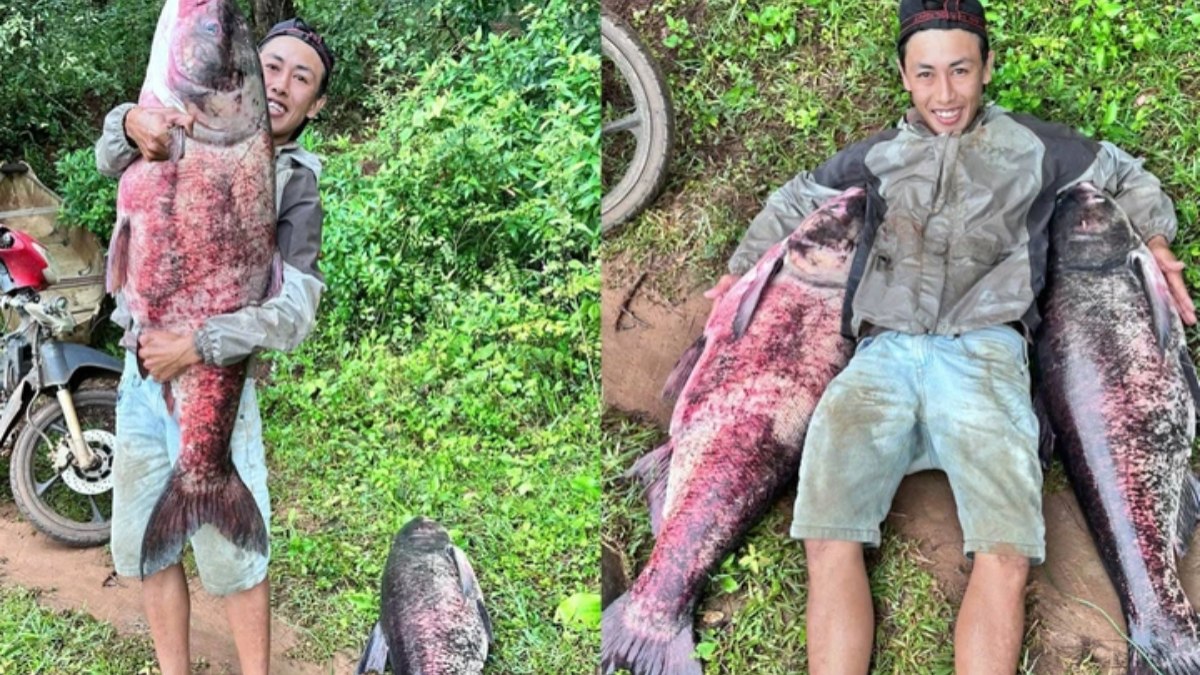 Pescador captura carpa gigante com mais de 30 kg; veja fotos