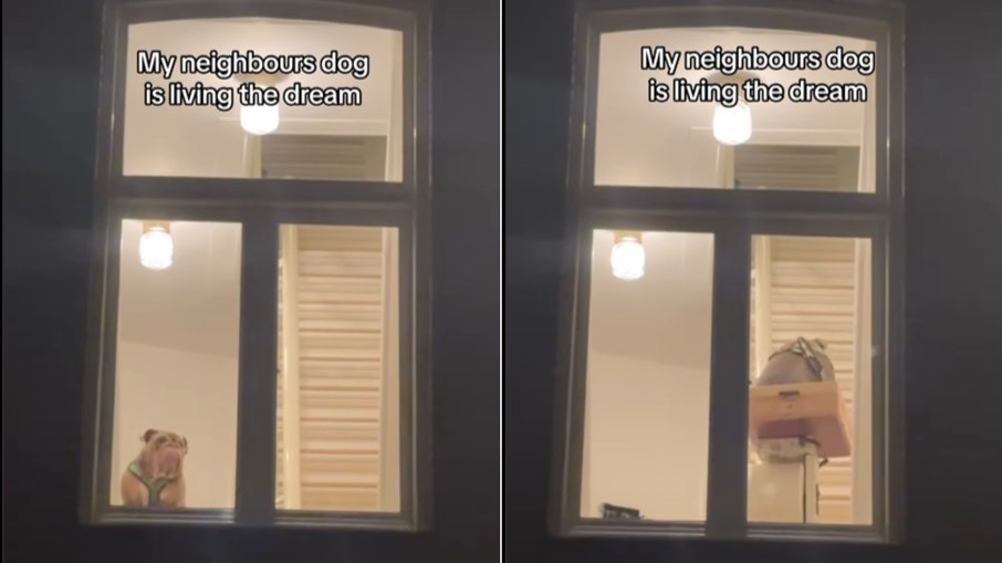 Buldogue chama atenção de vizinho por como sobe as escadas Buldogue chama atenção de vizinho por como sobe as escadas