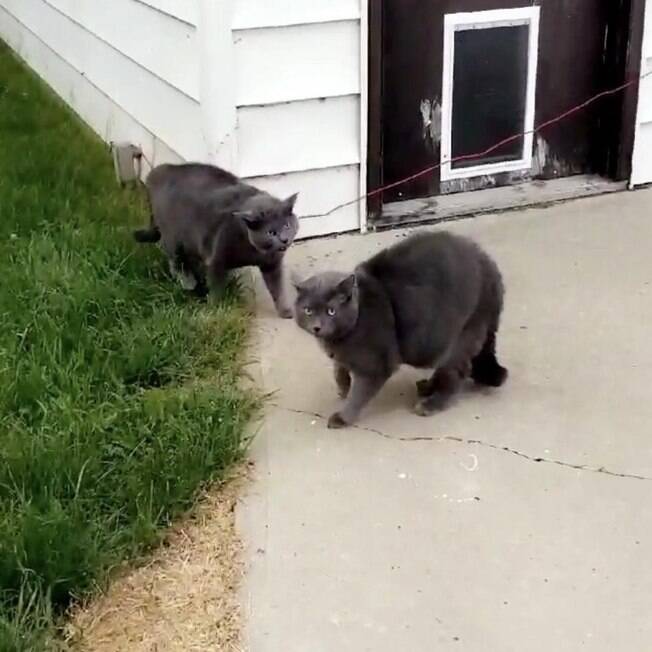 Gato encontra um clone dele em seu quintal e choca tutora