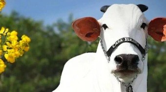 Gen%C3%A9tica%20de%20ouro%3A%20Vaca%20mais%20cara%20do%20mundo%20vence%20ExpoZebu