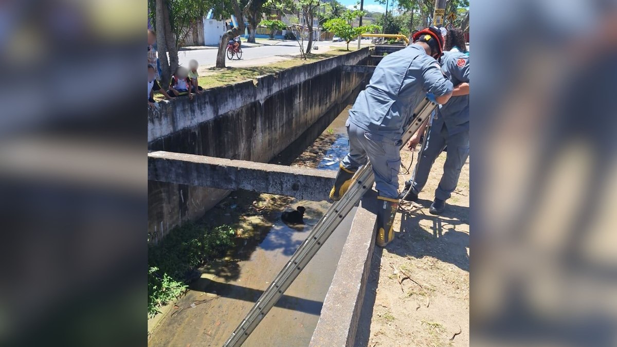 Cachorro cego é resgatado após cair em canal de drenagem Cachorro cego é resgatado após cair em canal de drenagem