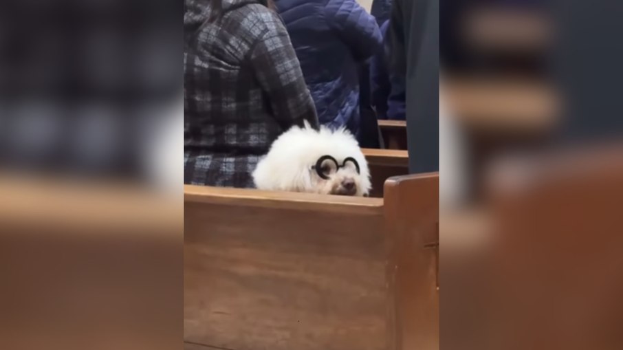 Cachorrinho de óculos rouba a cena durante celebração em igreja Cachorrinho de óculos rouba a cena durante celebração em igreja