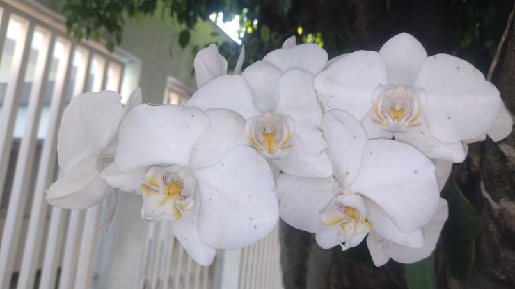 Encontro orienta cultivo e preparação de orquídeas em Valinhos