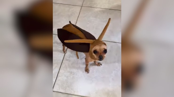 Pinscher de fantasia de barata finge morrer após perseguição