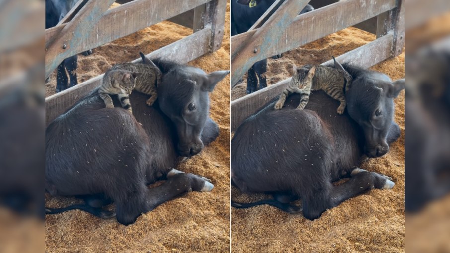 Amizade entre gato e vaca encanta a web: Amizade entre gato e vaca encanta a web: