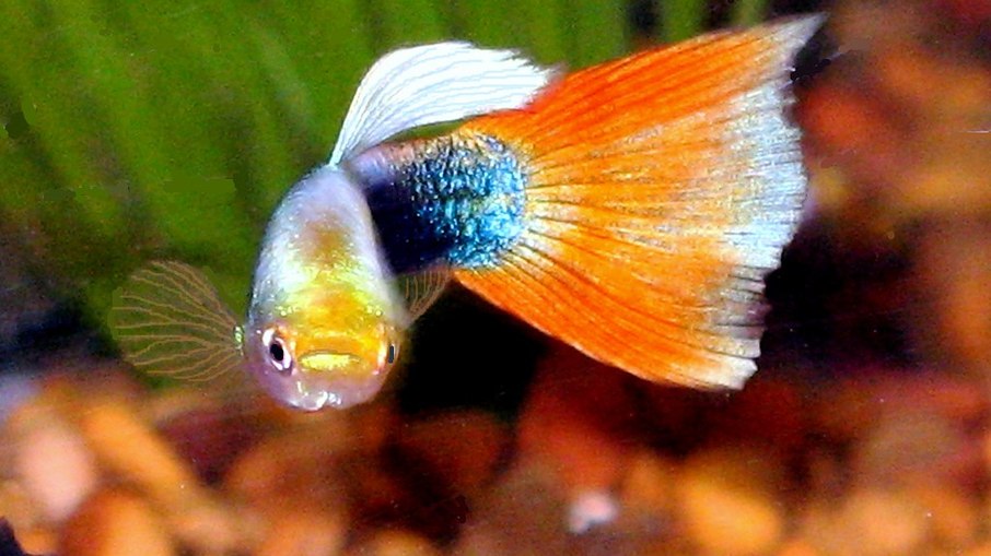 Peixe guppy em aquário