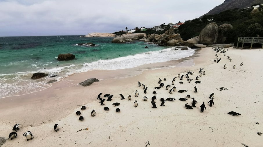 Colônia de pinguins-africanos na Cidade do Cabo