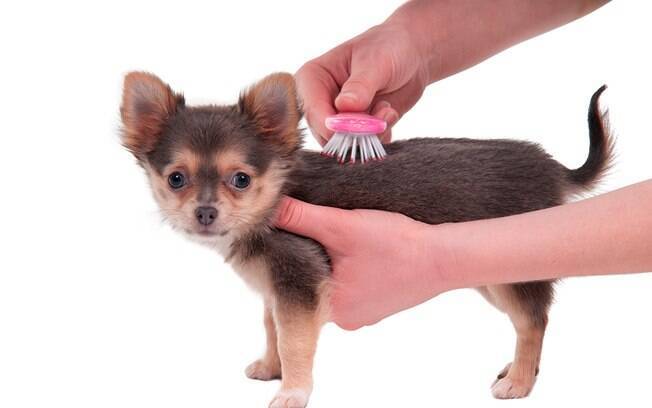 É importante escovar os pelos do cão para evitar doenças, machucados e parasitas. 