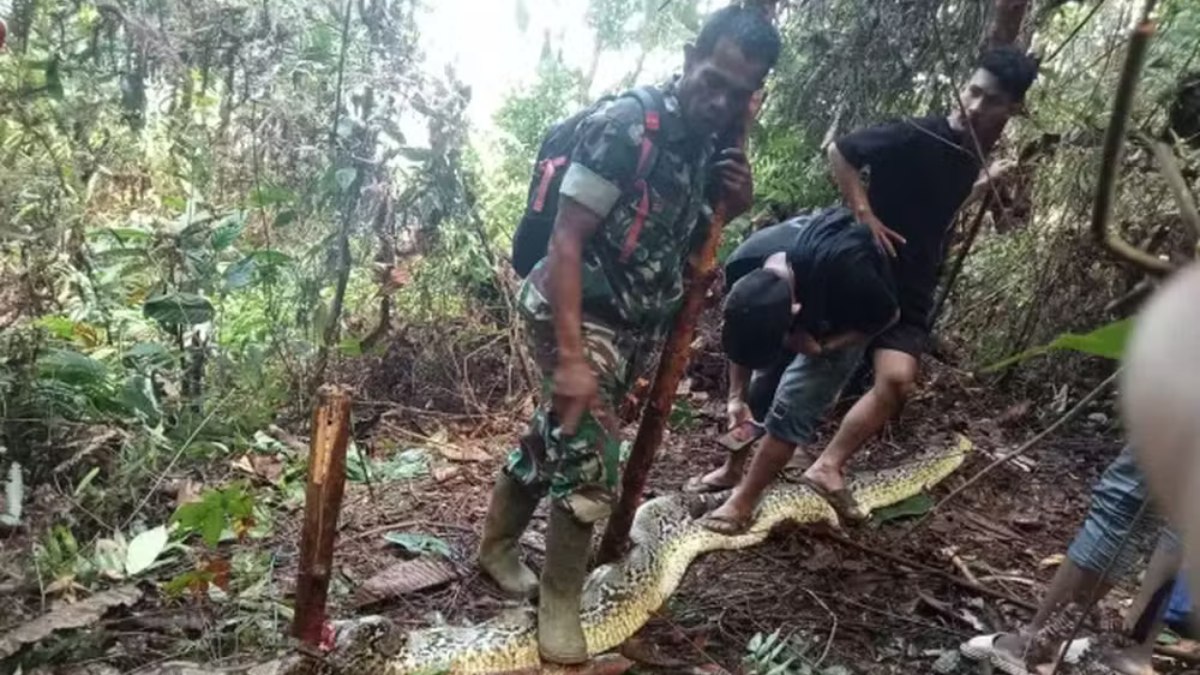 Mulher foi encontrada dentro de cobra na floresta