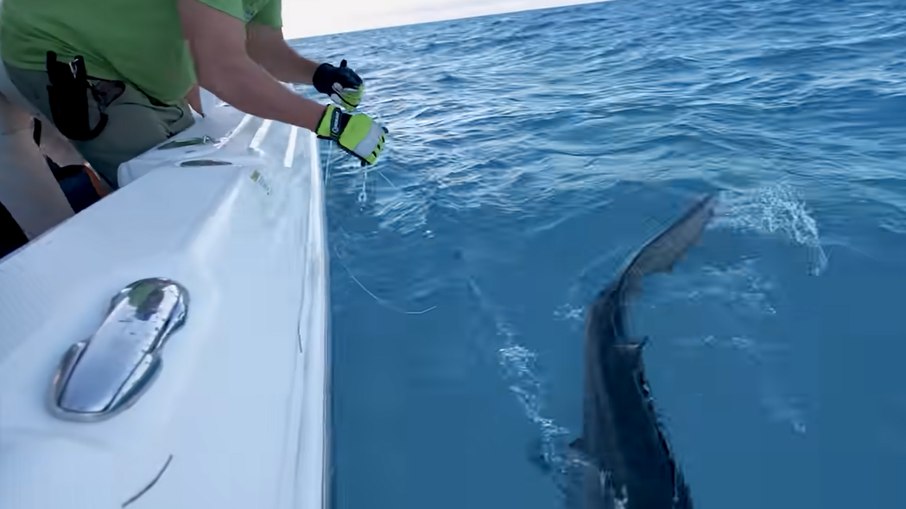 Homem pegou tubarão durante pesca