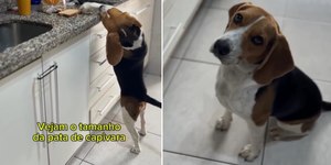 Cachorro beagle tenta "roubar" pão da pia e é flagrado pelo tutor