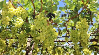 Produ%C3%A7%C3%A3o%20de%20uva%20cresce%20em%20Goi%C3%A1s%20e%20impulsiona%20turismo