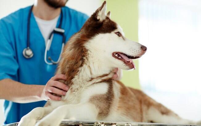 A brucelose canina é uma zoonose que afeta a região genital