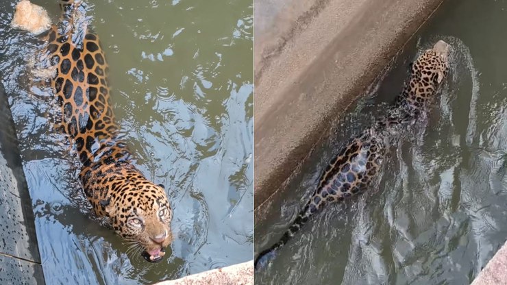 Onça-pintada cai em canal de usina hidrelétrica e é resgatada