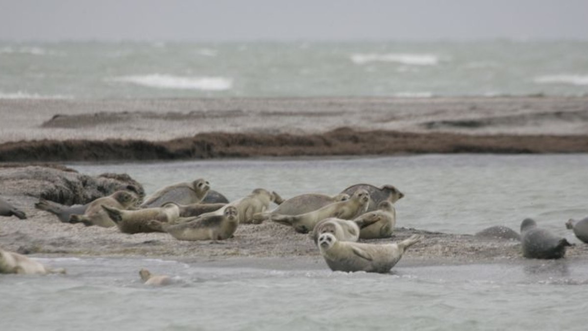 Focas-do-cáspio