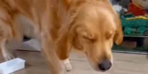 Cachorro "finge" sonambulismo para roubar petiscos