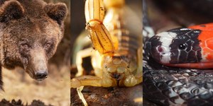 As cores dos animais definem nível de perigo? Entenda