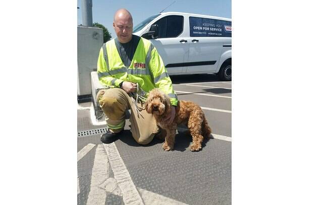 Bertie foi resgatado por bombeiros