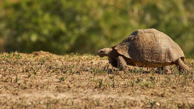 Posso ter um pombo como bicho de estimação? Veterinário tira dúvidas