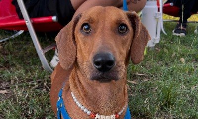 Mais de 100 dachshunds, famosos cães salsichas, se encontram