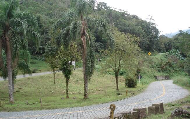 Araucárias são comuns na Estrada da Graciosa, que começa em Curitiba e vai até as cidades de Morretes e Antonina