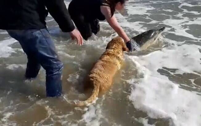 Cãozinho Brandy ajuda o golfinho acompanhado de um grupo de pessoas