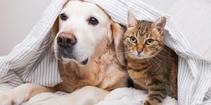 Veja 7 cuidados essenciais com cães durante o frio intenso