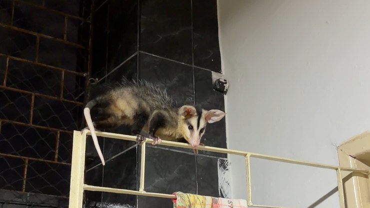 Babá de gatos é surpreendida com saruê intruso