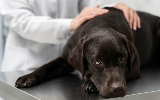 Veterinário é essencial para saúde e longevidade dos pets Aau77i7ax5cei7vs50lutz8cc