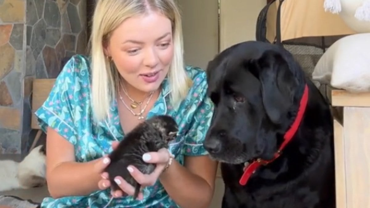 Ela já é acostumada a conviver com felinos, mas provavelmente nunca viu tão pequeno