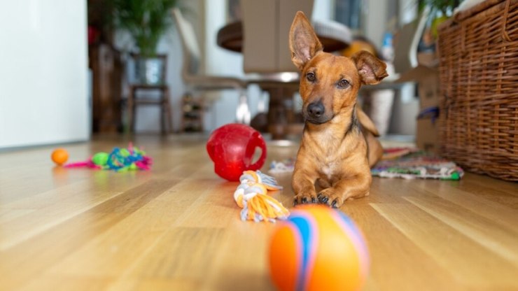 9 cuidados com os olhos dos cachorros no outono