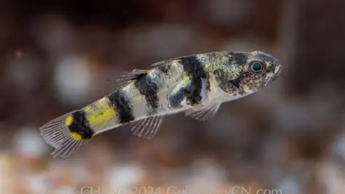 Brachygobius jennie