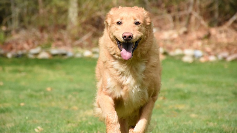 Golden retrivier Golden retrivier