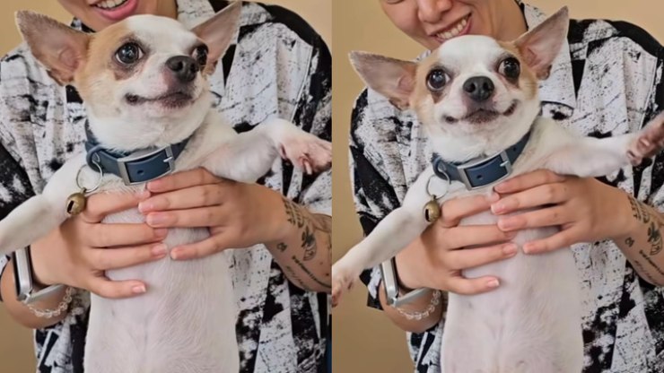 Chihuahua encanta a web com seu gingado ao dançar