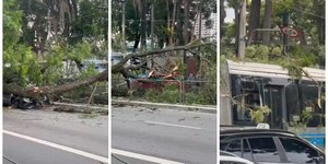 Queda de árvore em carros e ônibus fere dois em SP; veja vídeo
