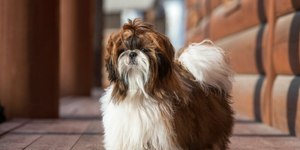 Guia de raças: Shih Tzu se adapta bem à vida em apartamento
