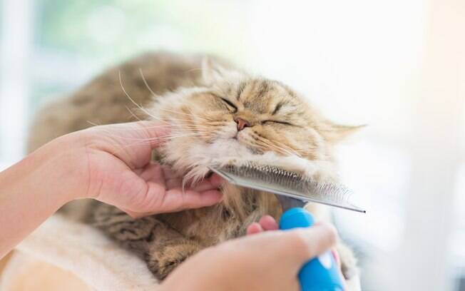 Os gatos Persas devem ser escovados diariamente para evitar o excesso de pelos