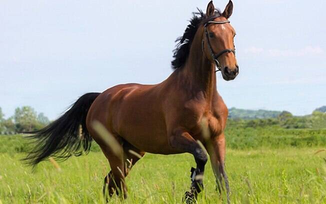 Raça de cavalo: Brasileiro de Hipismo