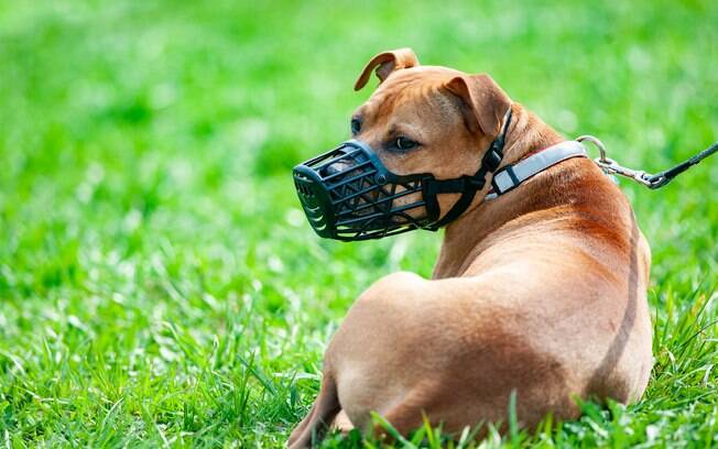 Em alguns estados brasileiros cachorros considerados de raças ferozes precisam usar focinheira 