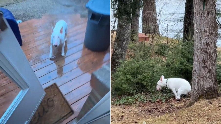 Cachorro viraliza após fugir de trovão durante momento íntimo Cachorro viraliza após fugir de trovão durante momento íntimo
