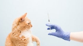 Veja quando vacinar cachorros e gatos