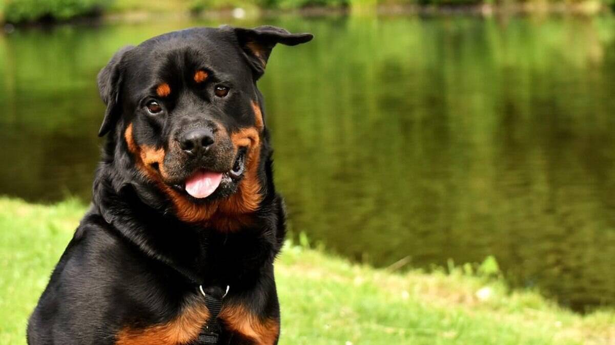 Os Rottweilers são animais gentis, mas com um enorme senso de proteção 