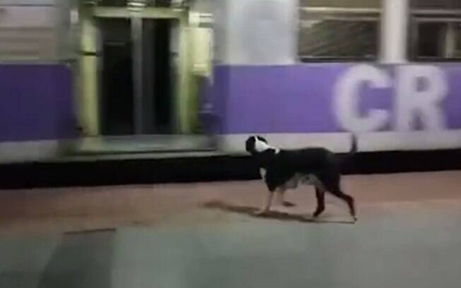 Cadela vai todos os dias até a estação e espera um trem específico chegar