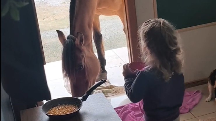 Menina chama cavalo para entrar em casa e cena diverte