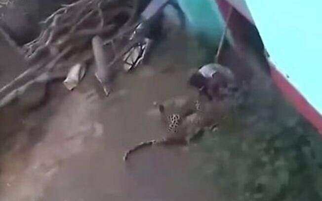 Após atacar moradores de um vilarejo indiano, o leopardo entrou em uma luta com vizinho de 60 anos de idade