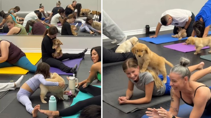 Filhotes de golden roubam a cena em aula de yoga