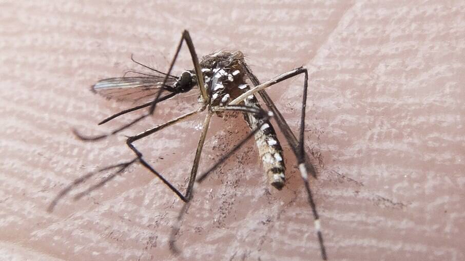 Casos de dengue aumentam no Brasil 